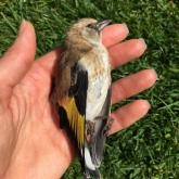 Dead Goldfinch