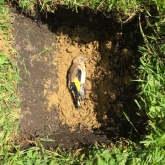 Burying the Goldfinch