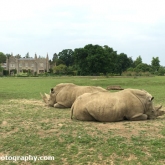 Rhino's at Cotswold Wildlife Park