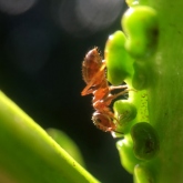 Exploring the garden for insects - Ant