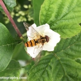 Exploring the garden for insects - Hoverfly