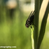 Exploring the garden for insects - Fly