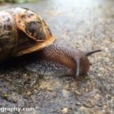 Day 1 - Snail enjoying a rainy day