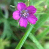 Day 2 - The art of noticing: Tiny pink flower hidden in the grass