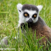Day 12 - Longleat Safari Park - Ring-tailed Lemur