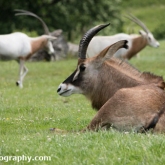 Day 12 - Longleat Safari Park - Scimitar-Horned Oryx