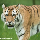 Day 12 - Longleat Safari Park - Tiger