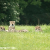 Day 12 - Longleat Safari Park - Cheetah