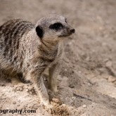 Day 12 - Longleat Safari Park - Meerkat