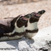Day 12 - Longleat Safari Park - Humboldt Penguin