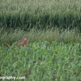 Day 15 - Brown Hare
