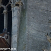 Day 17 - Peregrine Falcon - St John’s RC Church, Bath