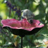 Day 18 - Blue Tit Fledgling Day 18 - Blue Tit Fledgling