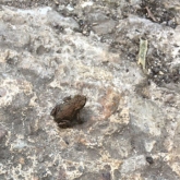 Day 21 - Froglet at Stanton Park