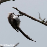 Day 24 - Long-tailed Tit Fledgling