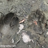 Day 26 - Roe Deer and Badger footprints