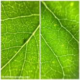 Day 28 - Leaf Veins