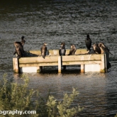 Day 6 - Whelford Pools Nature Reserve - Cormorants