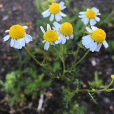 Day 8 - Plantlife Wild Flower Hunt - Oxeye Daisy