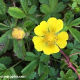 Day 8 - Plantlife Wild Flower Hunt - Creeping buttercup