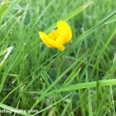 Day 8 - Plantlife Wild Flower Hunt - Meadow Buttercup
