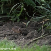 Day 9 - Wood Mouse