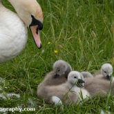 Day 10 - By Brook - Mute Swan and Cygnets