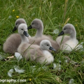 Day 10 - By Brook - Mute Swan Cygnets