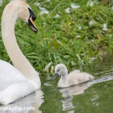 Day 10 - By Brook - Mute Swan and Cygnet