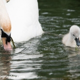 Day 10 - By Brook - Mute Swan and Cygnet