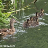 Day 10 - By Brook - Mallard and ducklings