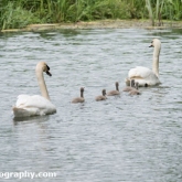 Day 10 - By Brook - Mute Swans and Cygnets