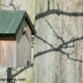 Blue tits fledging