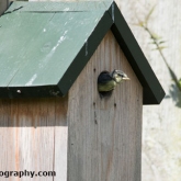 Blue tits fledging