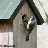Blue tits being fed