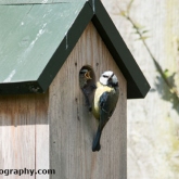 Blue tits being fed