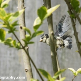 BlueTitsJune2018_113