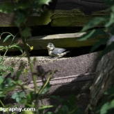 BlueTitsJune2018_125