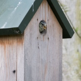 BlueTitsJune2018_140