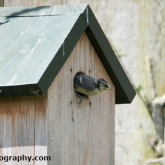 Blue tits fledging