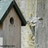 Blue tits fledging