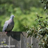 02 WoodpigeonJune2018-02