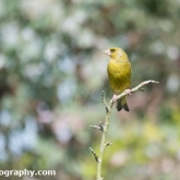 03 GreenfinchJune2018-01