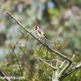 04 GoldfinchJune2018-01