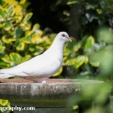 05 WhiteDoveJune2018_01