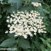 The Track - Elderflower