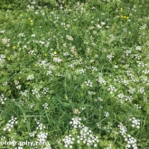 The Track - Cow parsley and buttercups