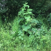 The Track - Greater burdock