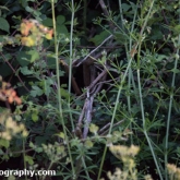 Location of the house sparrow nest