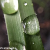 Raindrops on grass